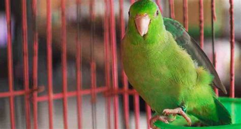 5 Green Parrot Species to Keep as Pets