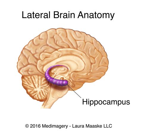 Brain Diagram Hippocampus