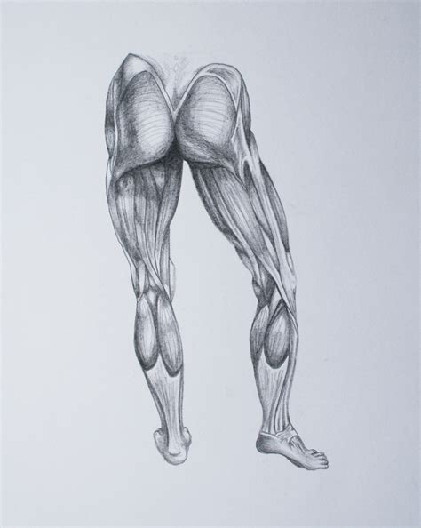 How To Draw Muscles On Legs - history590shannan