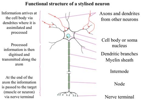 Synapse 1 Communication between cells Flashcards | Quizlet