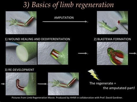 Axolotl regeneration