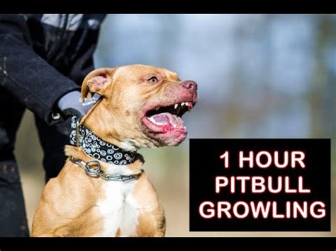 Pitbull growling 1 hour, aggressive pitbull sound effect - YouTube