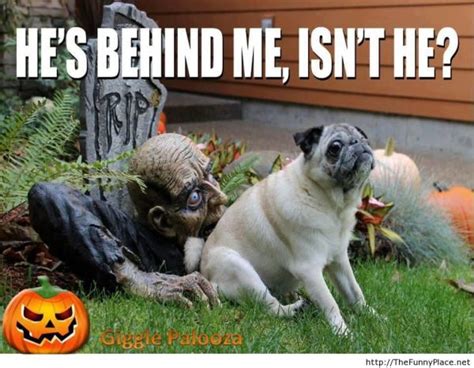 35 Funny Halloween Memes-Pictures | EntertainmentMesh