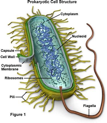 Molecular Expressions Cell Biology: Bacteria Cell Structure