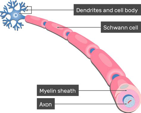 Myelin sheath: diagram and function | GetBodySmart