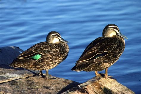 Pacific Black Duck - The Australian Museum