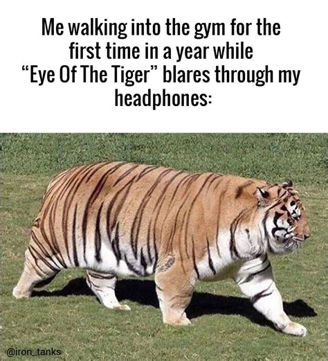 Eye Of The Tiger... Gym | Funny animal memes, Stupid funny memes ...