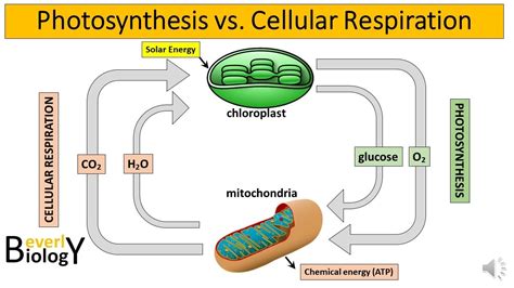 Photosynthesis Vs Cellular Respiration Venn Diagram