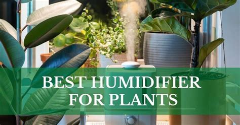 Best Humidifier for Plants (Guide and Reviews) ⋆ Indoor Plant Gear