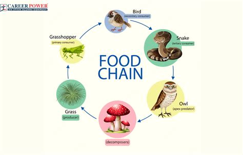 Food Chain: Definition, Types, Examples, and Diagram