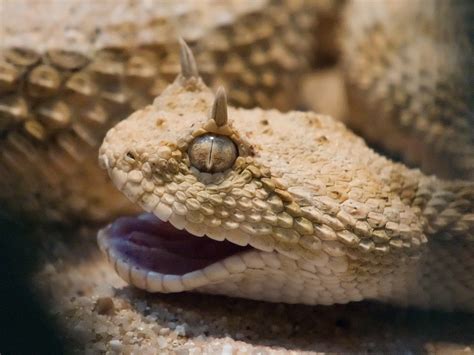 ENCYCLOPEDIA OF ANIMAL FACTS AND PICTURES: HORNED DESERT VIPER