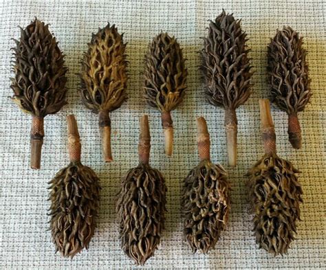 3 Southern Magnolia Seed Pods by MountaineerMary on Etsy