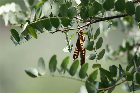 Tree With Seed Pods Free Stock Photo - Public Domain Pictures