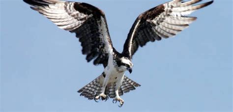 List of Birds of Prey - BirdLife International