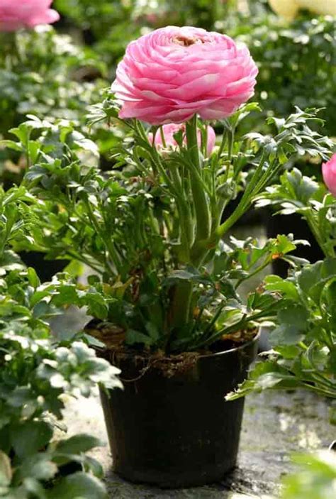 How To Grow Ranunculus Indoors - Paradox