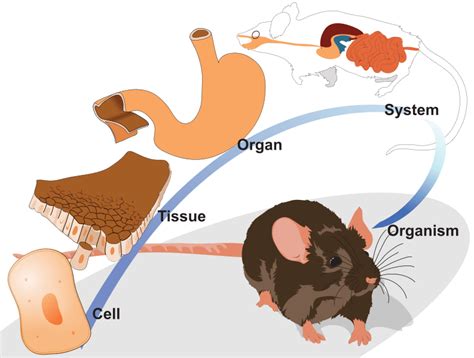 Multicellular Organisms Diagram