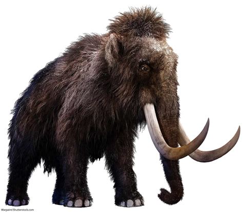 Woolly Mammoth Facts For Kids & Adults: Meet A Famous Ice Age Animal