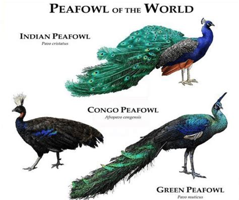 7 Information to Get to Know Congo Peafowl and Maintain Its Existence