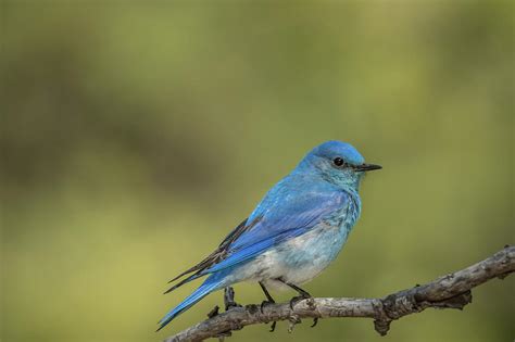 Male Mountain Bluebird Photograph by Constance Puttkemery - Pixels