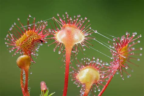 Sundew Plant: 5 Coolest Variety/Cultivars | hungryplant.com