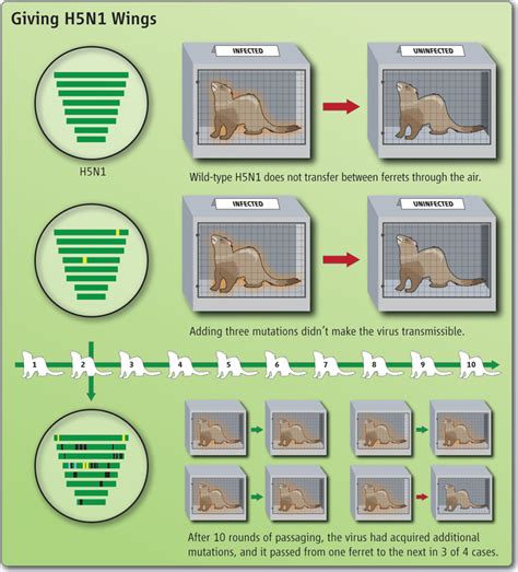 Public at Last, H5N1 Study Offers Insight Into Virus's Possible Path to ...