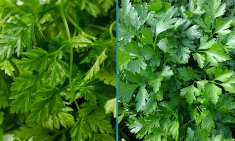 Chervil vs Parsley: What's the Difference? | Let's Foodie