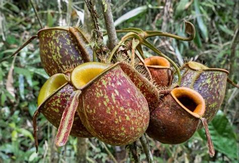 Mengenal Kantong Semar, Tumbuhan Unik Pemakan Serangga - Agrozine