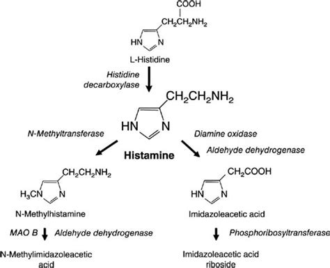 Histamine Synthesis