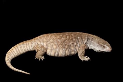 Pictures : a savannah monitor | Savannah Monitor Lizard — Stock Photo ...