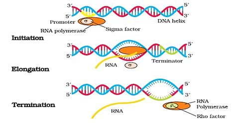 Biology Class 12 NCERT Solutions: Chapter 6 Molecular Basis of ...