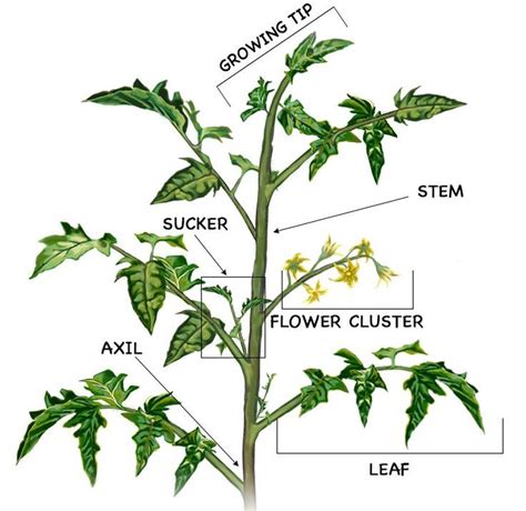 How to Prune Tomatoes: diagram for pruning tomato plants | Tomato ...