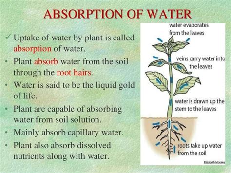 Absorption of water ppt