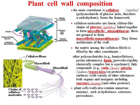 PLANT BIOLOGY IN E N G L I