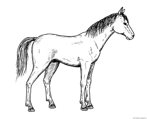 Drawing of horse – Line art illustrations