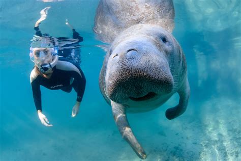 Manatee Snorkeling at Crystal River - Starting at $179 - Florida Tours ...