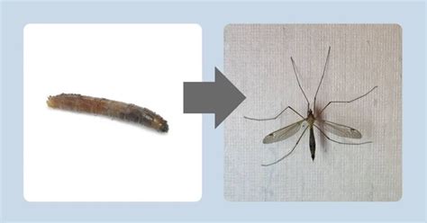 Did You Know These 10 Facts About Mosquito Eaters? - Honor Services