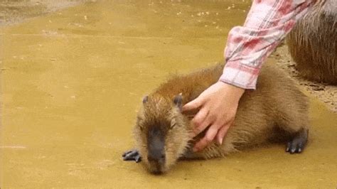 Capybara Gif - IceGif