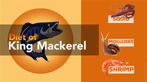 King Mackerel Facts & Information Guide – sharksinfo.com