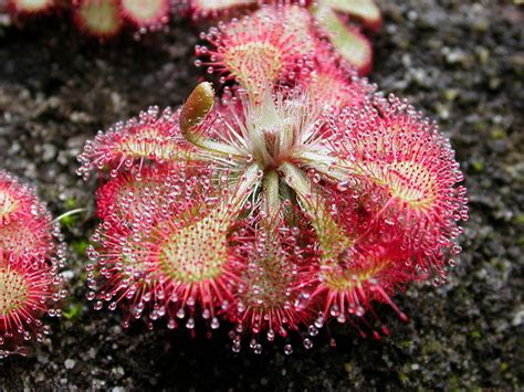 Sundew Plant | Creation Facts