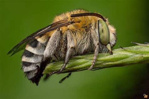 Long-horned bee by Ringhio R on 500px | Insect species, Bee, Cool insects