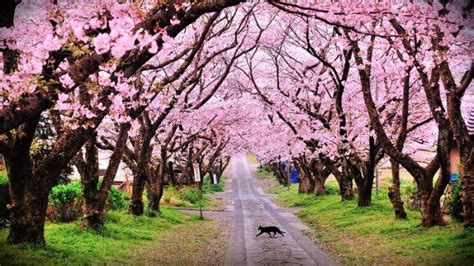 Tak Perlu ke Jepang, Ini 5 Taman Bunga Sakura Keren di Indonesia ...