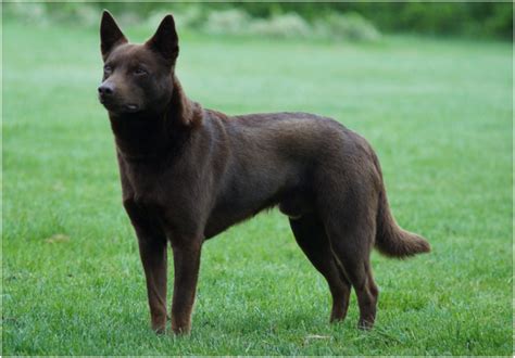 Australian kelpie - Puppies, Facts, Pictures, Price, Temperament ...