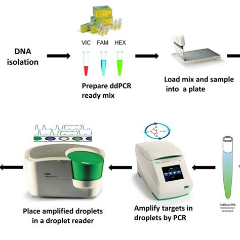 Overview of the droplet digital PCR (ddPCR) assay workflow for ...