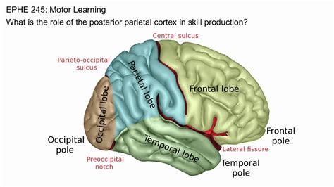 Posterior Parietal Cortex