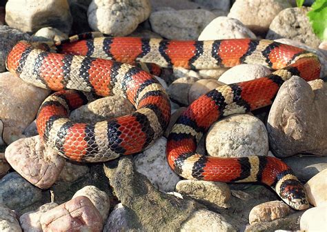 Western Milk Snake | Amphibians, Turtles & Reptiles of Nebraska | Nebraska