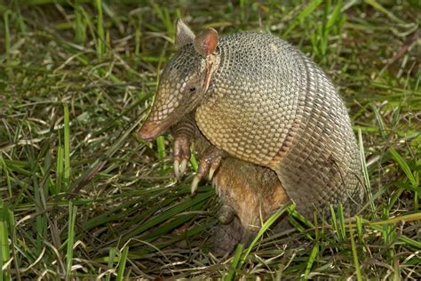 This Is the Outstanding Lifestyle of Armadillos – Animal Encyclopedia