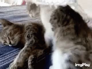 Cute Cat Hug Gif