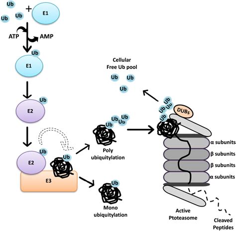 Proteasome Vs Lysosome - Firdausm Drus