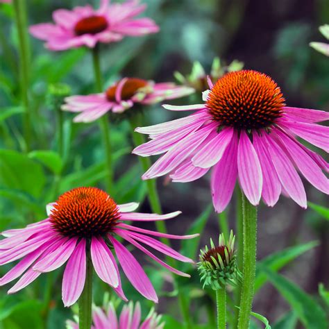 What to Include in a Small Space Butterfly Garden - A Farm to Keep