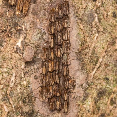 Destructive Spotted Lanternflies Are Making Their Way Across the East Coast